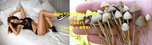 прущие грибы Елабуга